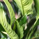 Спатифиллум Купидо 120-24 - подарочное оформление - миниатюра