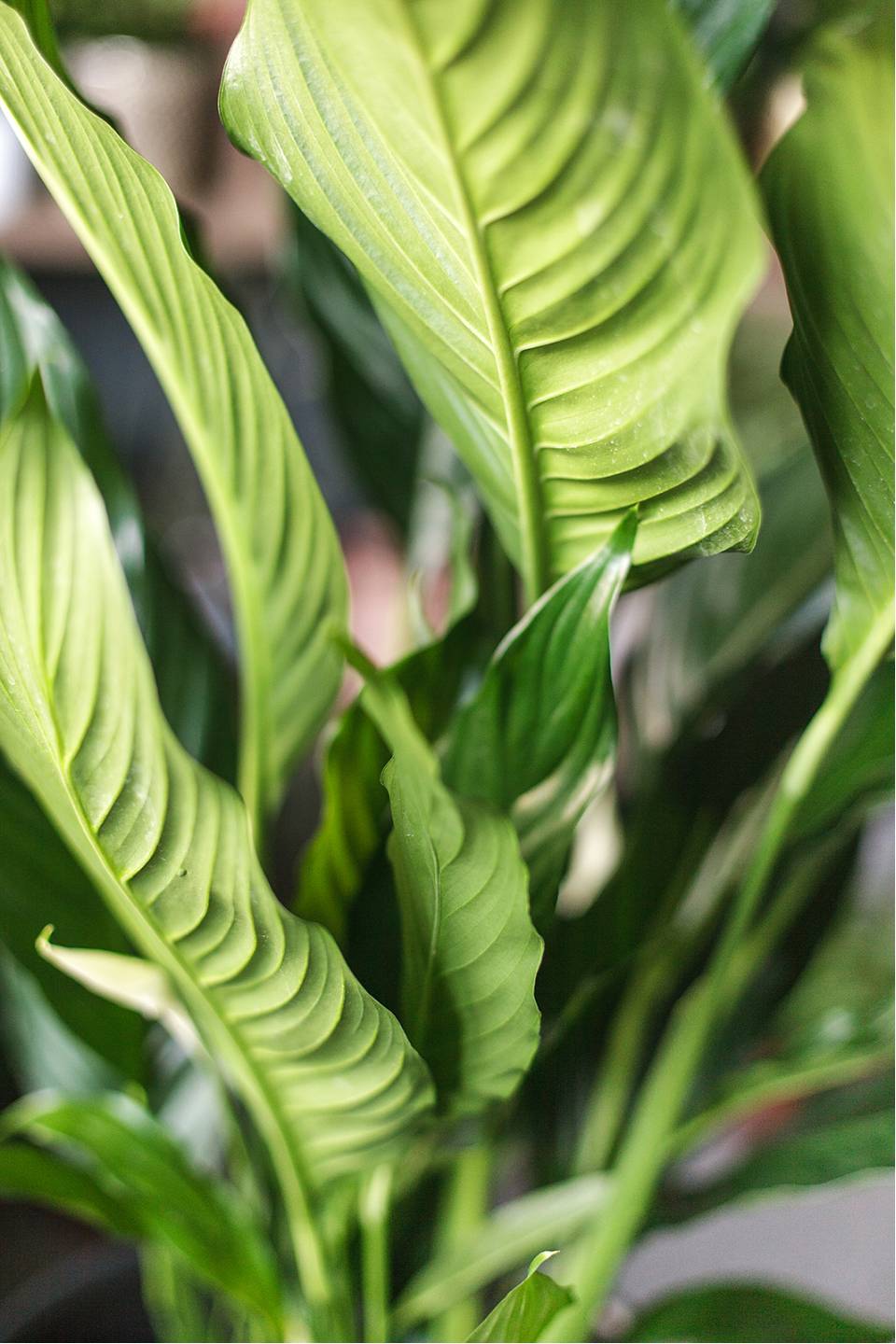 Спатифиллум Купидо 120-24 - подарочное оформление