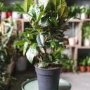 Кодиеум Петра 80-24 - миниатюра