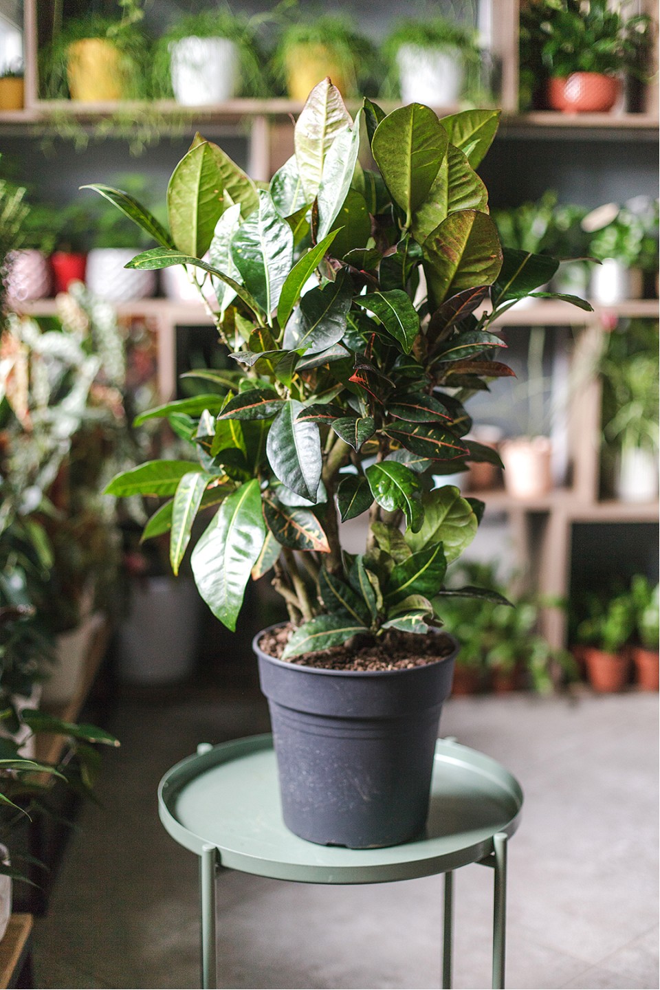 Кодиеум Петра 80-24