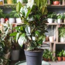 Кодиеум Петра 80-24 - с доставкой по Минску - миниатюра