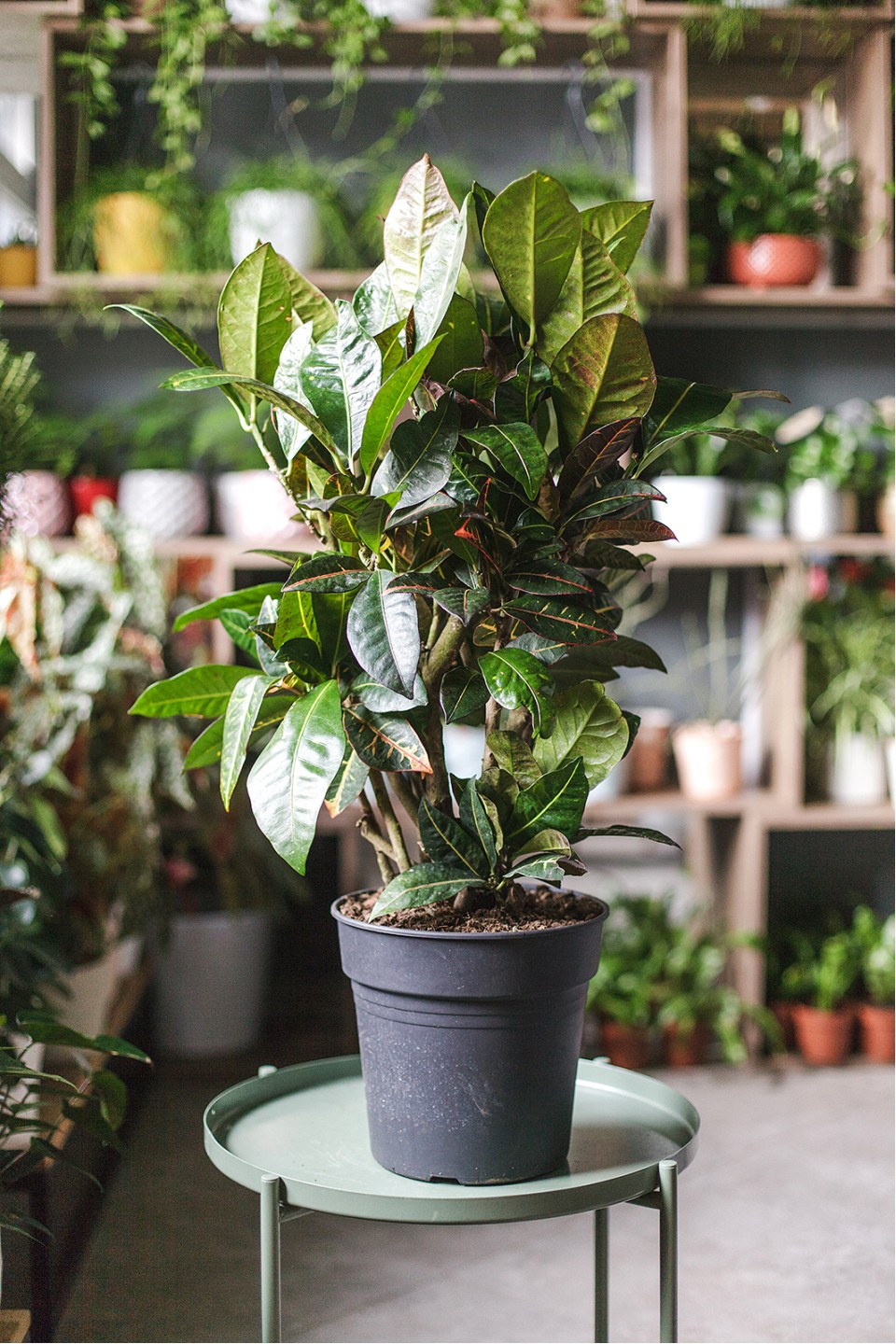 Кодиеум Петра 80-24 - с доставкой по Минску