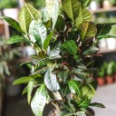 Кодиеум Петра 80-24 - с добавлением зелени - миниатюра 