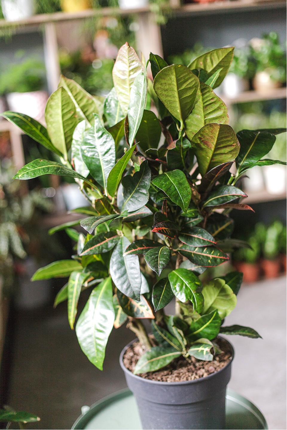 Кодиеум Петра 80-24 - с добавлением зелени