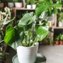 Монстера (Monstera) - с добавлением зелени - миниатюра 