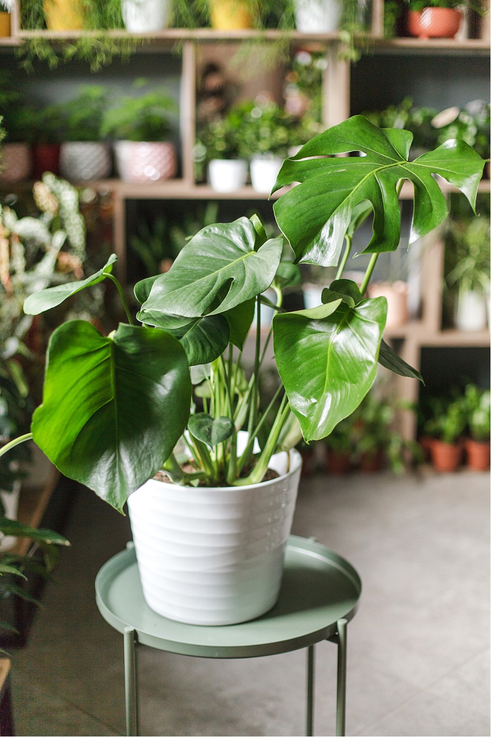 Монстера (Monstera) - с добавлением зелени