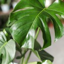 Монстера (Monstera) - подарочное оформление - миниатюра