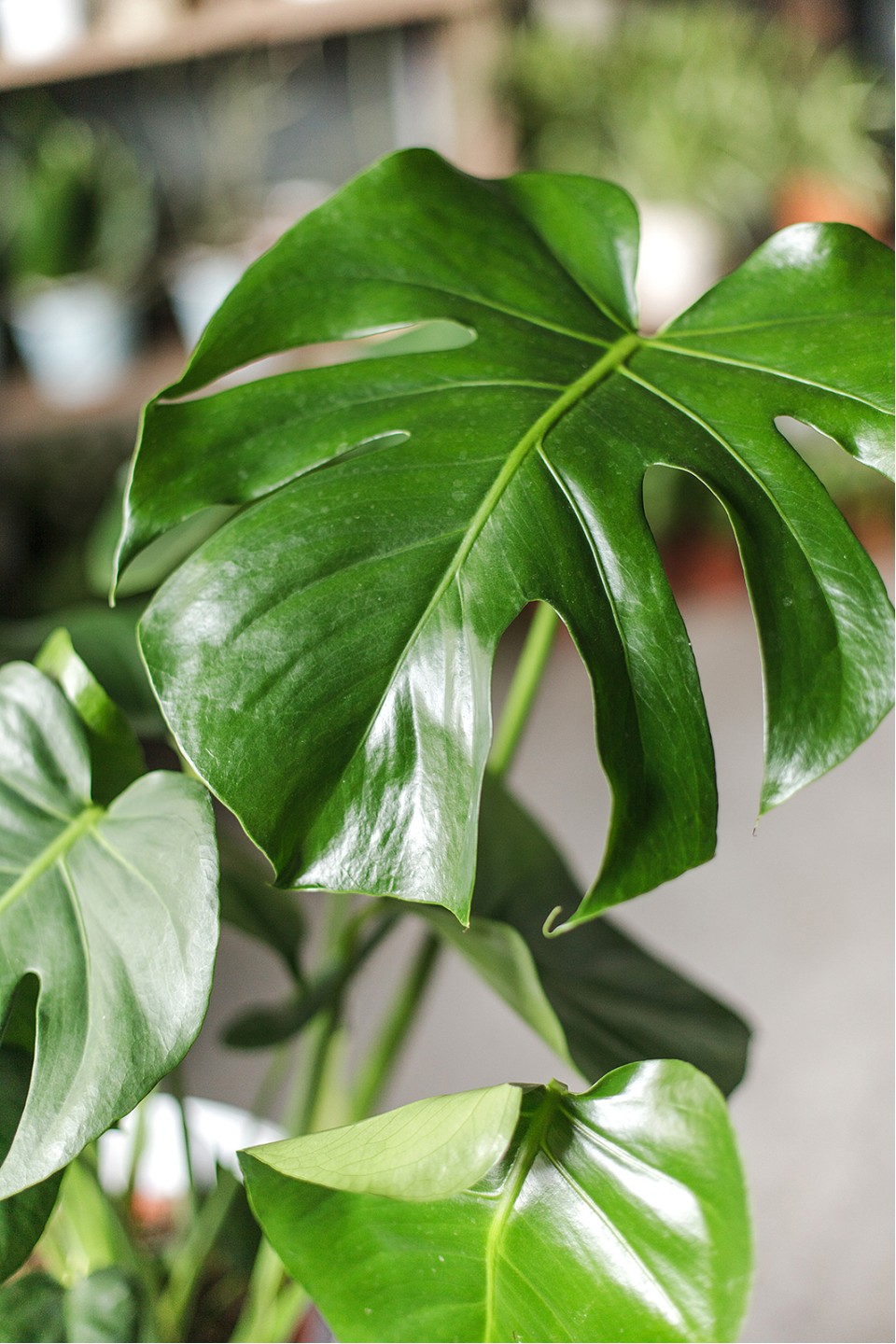 Монстера (Monstera) - подарочное оформление