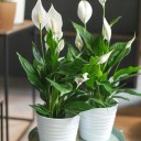 Спатифиллум - миниатюра