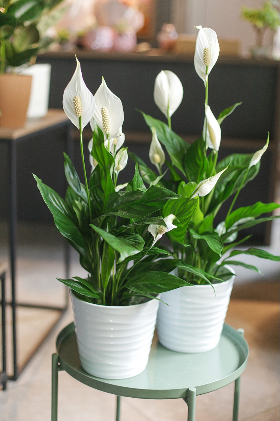 Спатифиллум