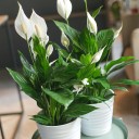 Спатифиллум - с доставкой по Минску - миниатюра