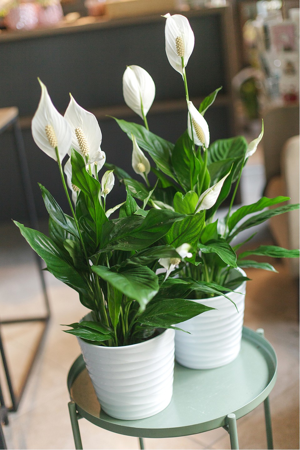 Спатифиллум - с доставкой по Минску