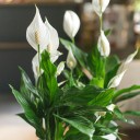 Спатифиллум - с добавлением зелени - миниатюра 