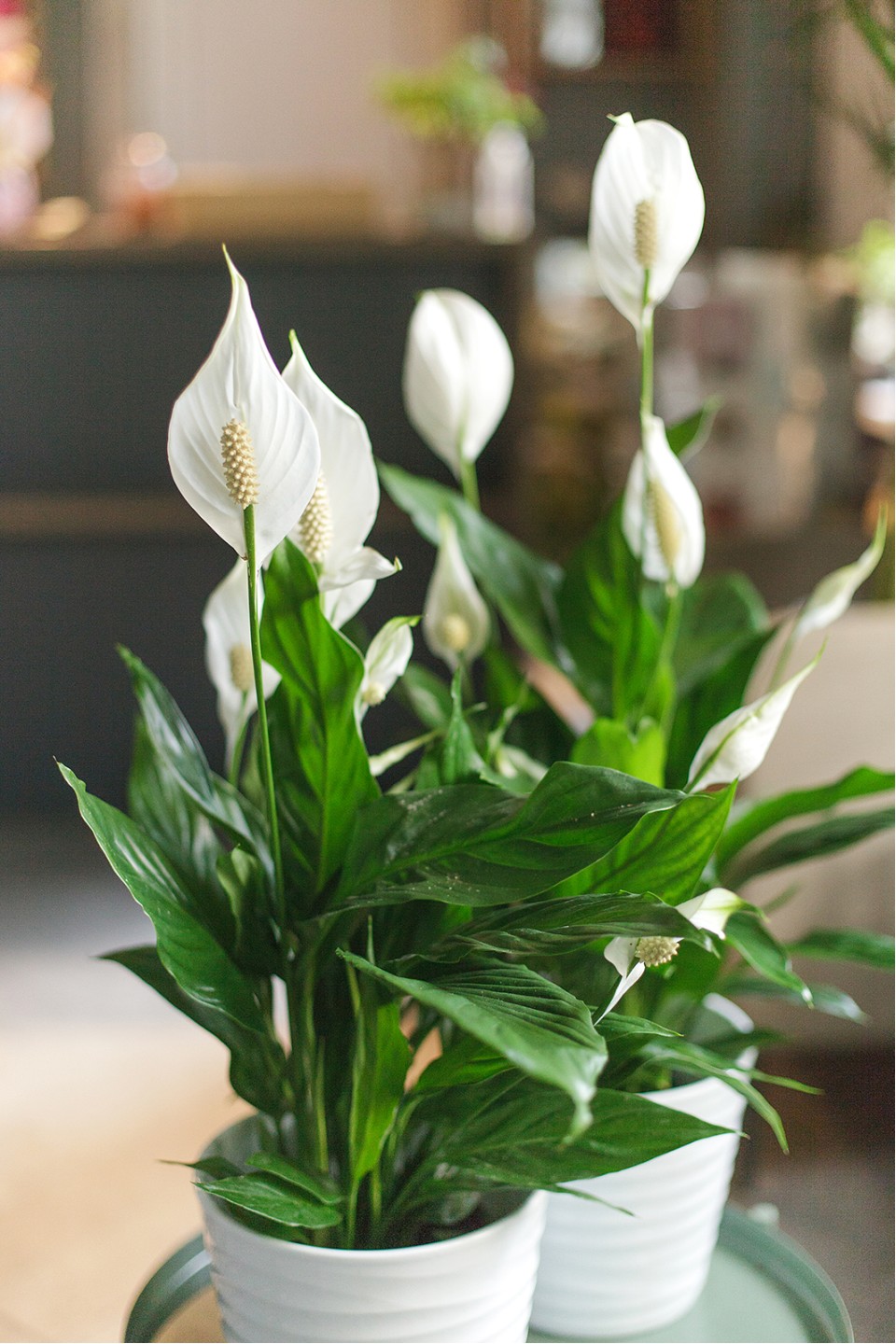 Спатифиллум - с добавлением зелени