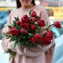 Пион бордовый - миниатюра