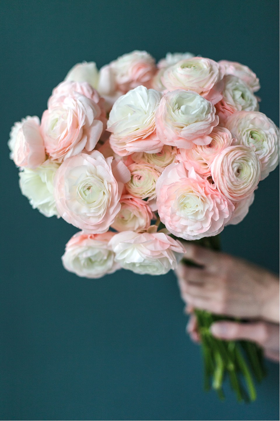 Ранункулюс Ханой (Лютик) - подарочное оформление