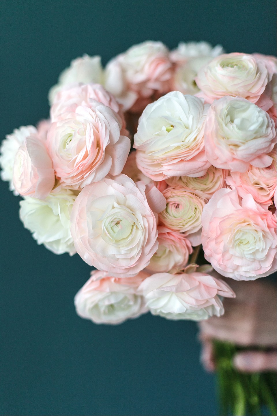 Ранункулюс Ханой (Лютик) - для женщины/молодой пары