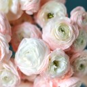 Ранункулюс Ханой (Лютик) - с доставкой по Минску - миниатюра