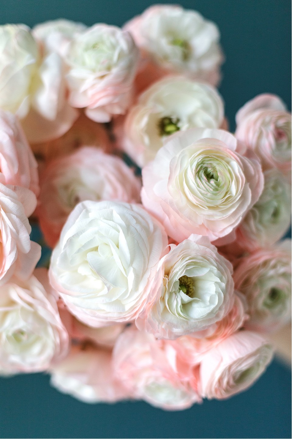 Ранункулюс Ханой (Лютик) - с доставкой по Минску