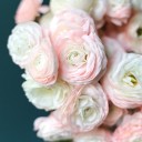 Ранункулюс Ханой (Лютик) - быстрая доставка в Минске - миниатюра