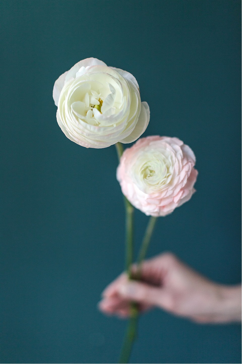 Ранункулюс Ханой (Лютик) - с добавлением зелени