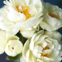 Пион жёлтый садовый - с доставкой по Минску - миниатюра