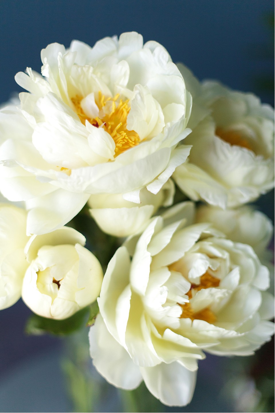 Пион жёлтый садовый - с доставкой по Минску