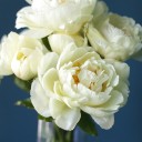 Пион жёлтый садовый - быстрая доставка в Минске - миниатюра