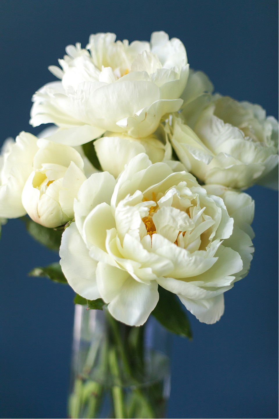 Пион жёлтый садовый - быстрая доставка в Минске