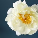 Пион жёлтый садовый - подарочное оформление - миниатюра