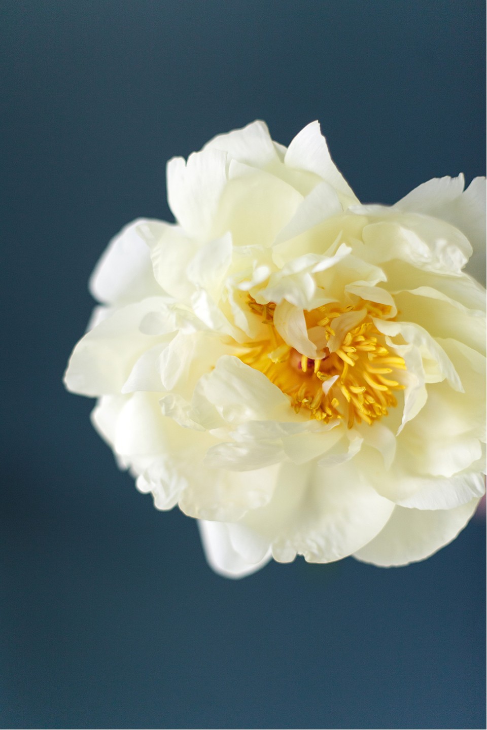 Пион жёлтый садовый - подарочное оформление