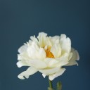 Пион жёлтый садовый - с добавлением зелени - миниатюра 