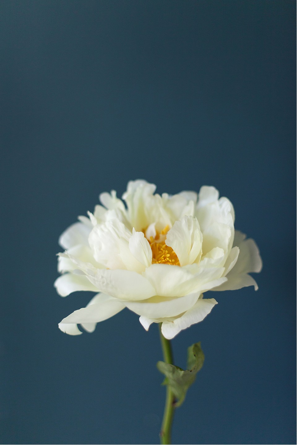 Пион жёлтый садовый - с добавлением зелени