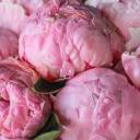 Букет Галактика - подарочное оформление - миниатюра