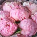 Букет Галактика - с доставкой по Минску - миниатюра