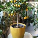 Кумкват (Fortunella) - для женщины/молодой пары - миниатюра