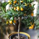 Кумкват (Fortunella) - миниатюра 7