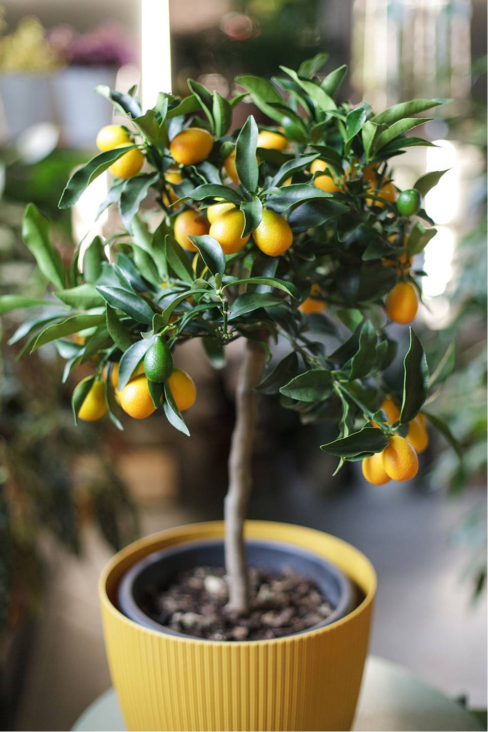 Кумкват (Fortunella) 7