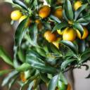 Кумкват (Fortunella) - с доставкой по Минску - миниатюра