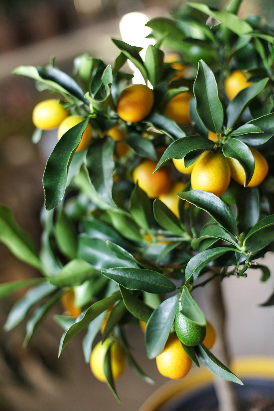 Кумкват (Fortunella) - с доставкой по Минску