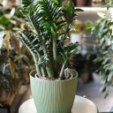 Замиокулькас Зензи (Zamioculcas Zenzi) - с добавлением зелени - миниатюра 