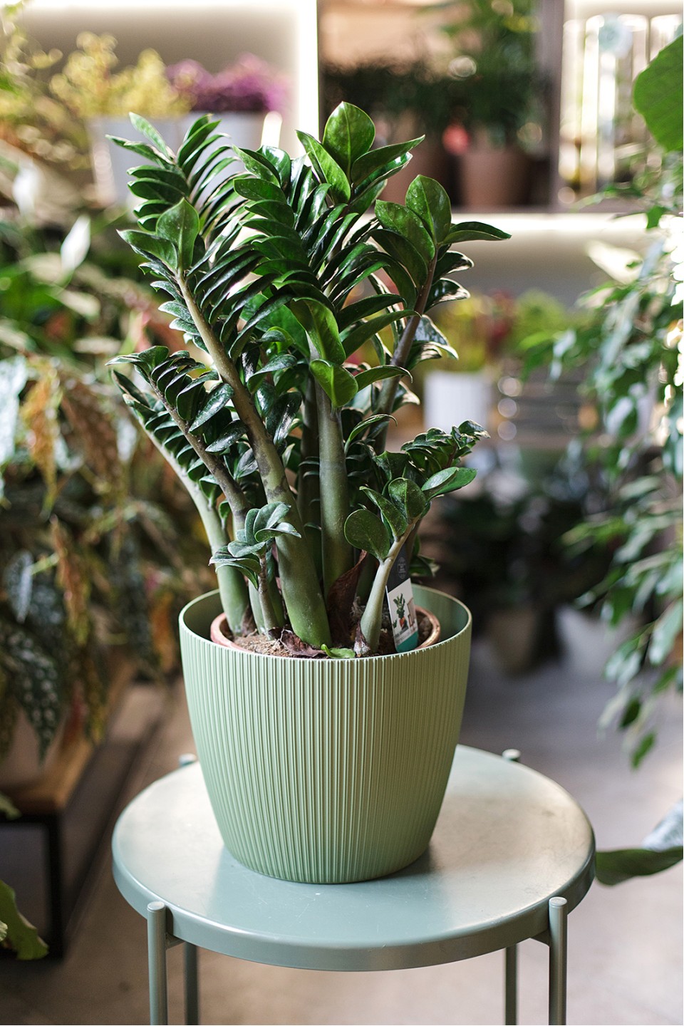 Замиокулькас Зензи (Zamioculcas Zenzi) - с добавлением зелени