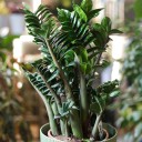Замиокулькас Зензи (Zamioculcas Zenzi) - быстрая доставка в Минске - миниатюра