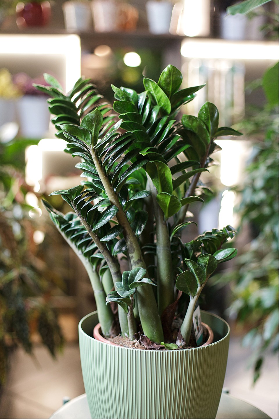 Замиокулькас Зензи (Zamioculcas Zenzi) - быстрая доставка в Минске