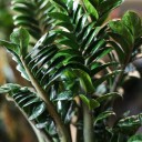 Замиокулькас Зензи (Zamioculcas Zenzi) - подарочное оформление - миниатюра