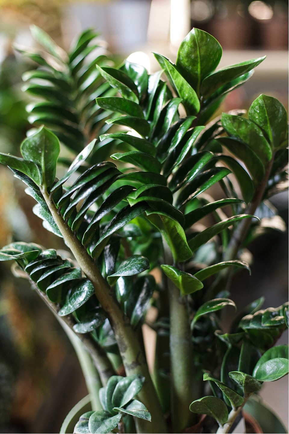 Замиокулькас Зензи (Zamioculcas Zenzi) - подарочное оформление