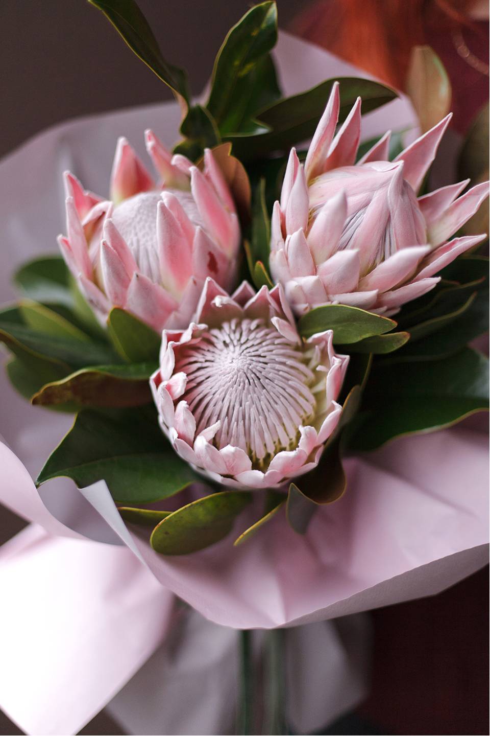 Букет Протея - с доставкой по Минску