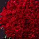 Букет 151 красная роза - с доставкой по Минску - миниатюра