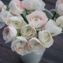 Ранункулюс Ханой (Лютик) - миниатюра