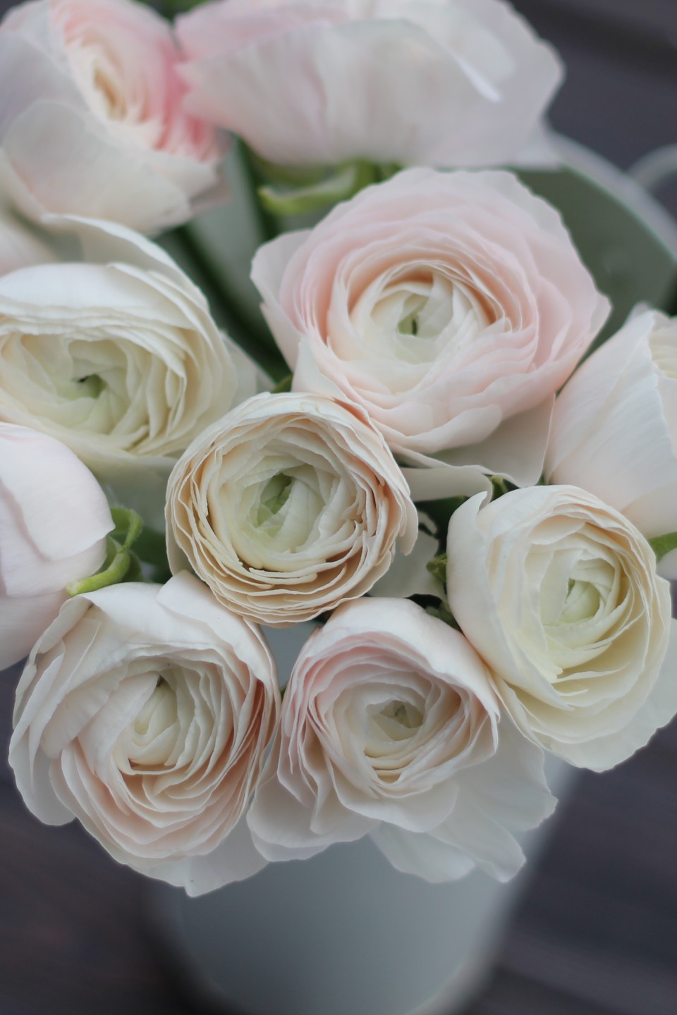 Ранункулюс Ханой (Лютик)